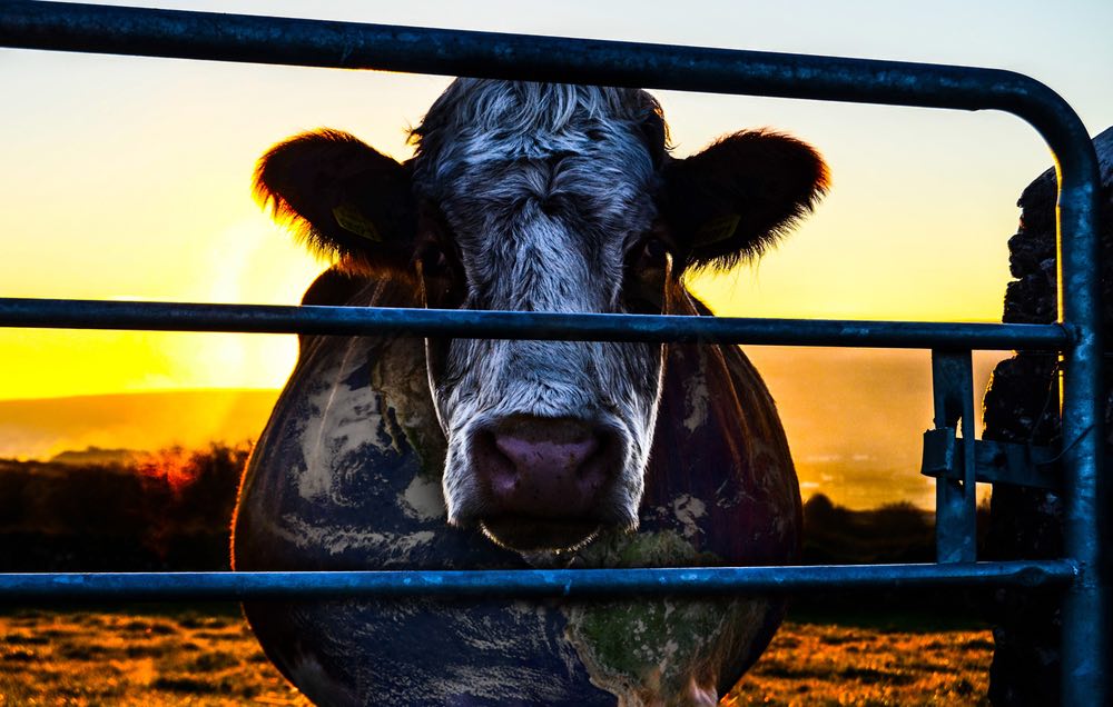 Eec780ba5c9859ac5a517b39e2d21bea cowspiracy