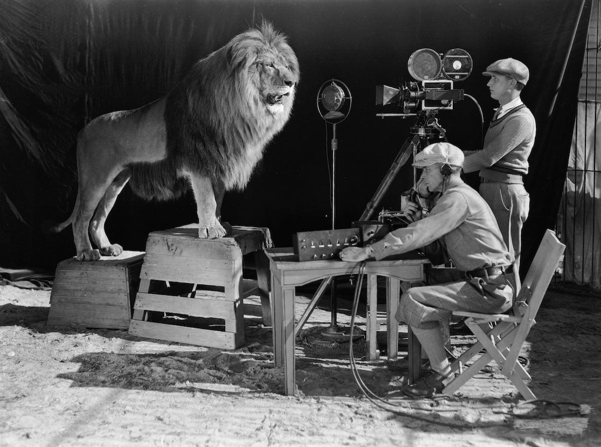 Large 5f5cdc631bc828d2d65c069211b93a00 mgm lion 5