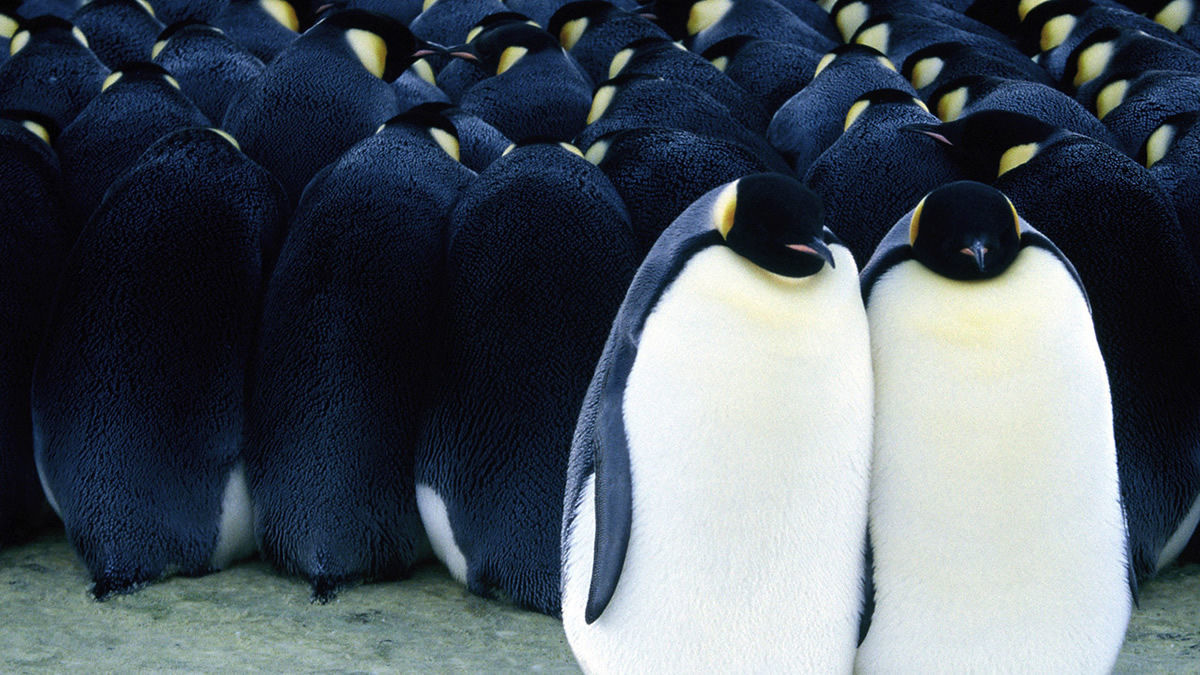 Large 7667a4227eee1ab9d883917517086b89 march of the penguins 1200 1200 675 675 crop 000000