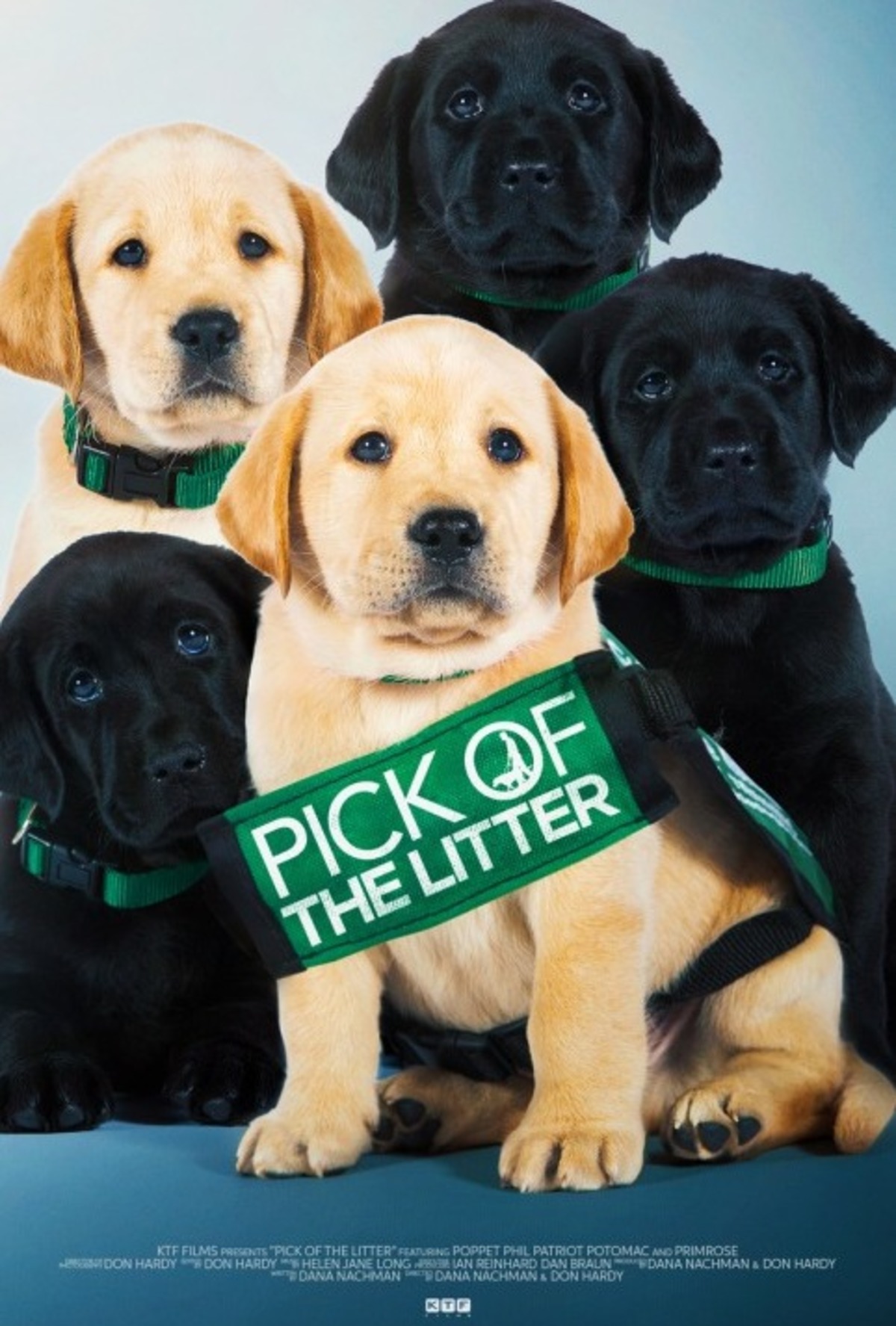 large_1bc5e776b44c7679d40dac1e17055cce-pick_of_the_litter.jpg
