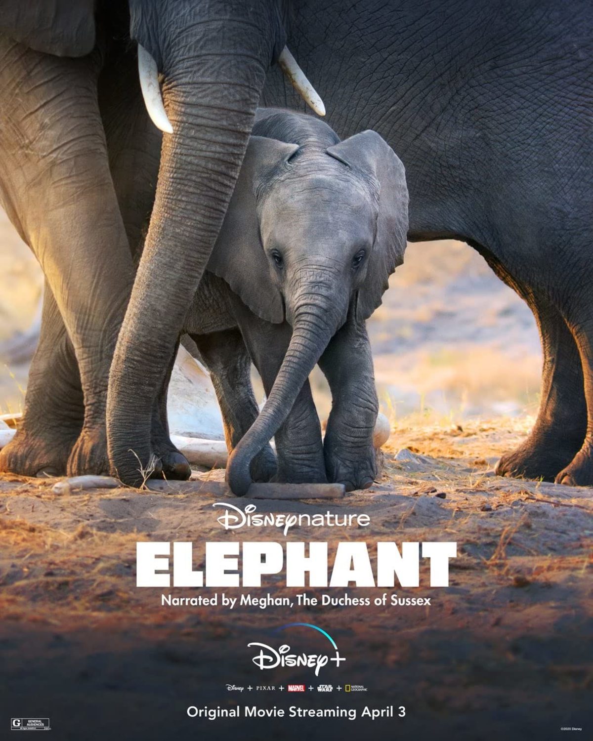large_23e83c36714fe23e87be438fb3250489-elephant.jpg