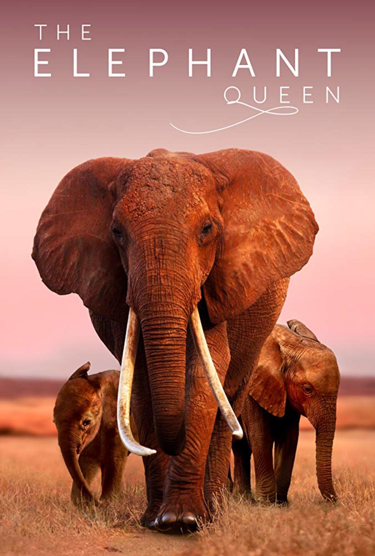 large_b1212970a74b118ff942bbe2ff7192ab-elephantposter.jpg