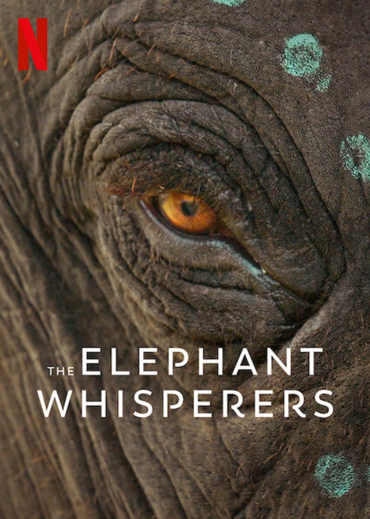 large_c2b4448ff0d8144464293a3cadf55e5a-The_20Elephant_20Whisperers.jpg