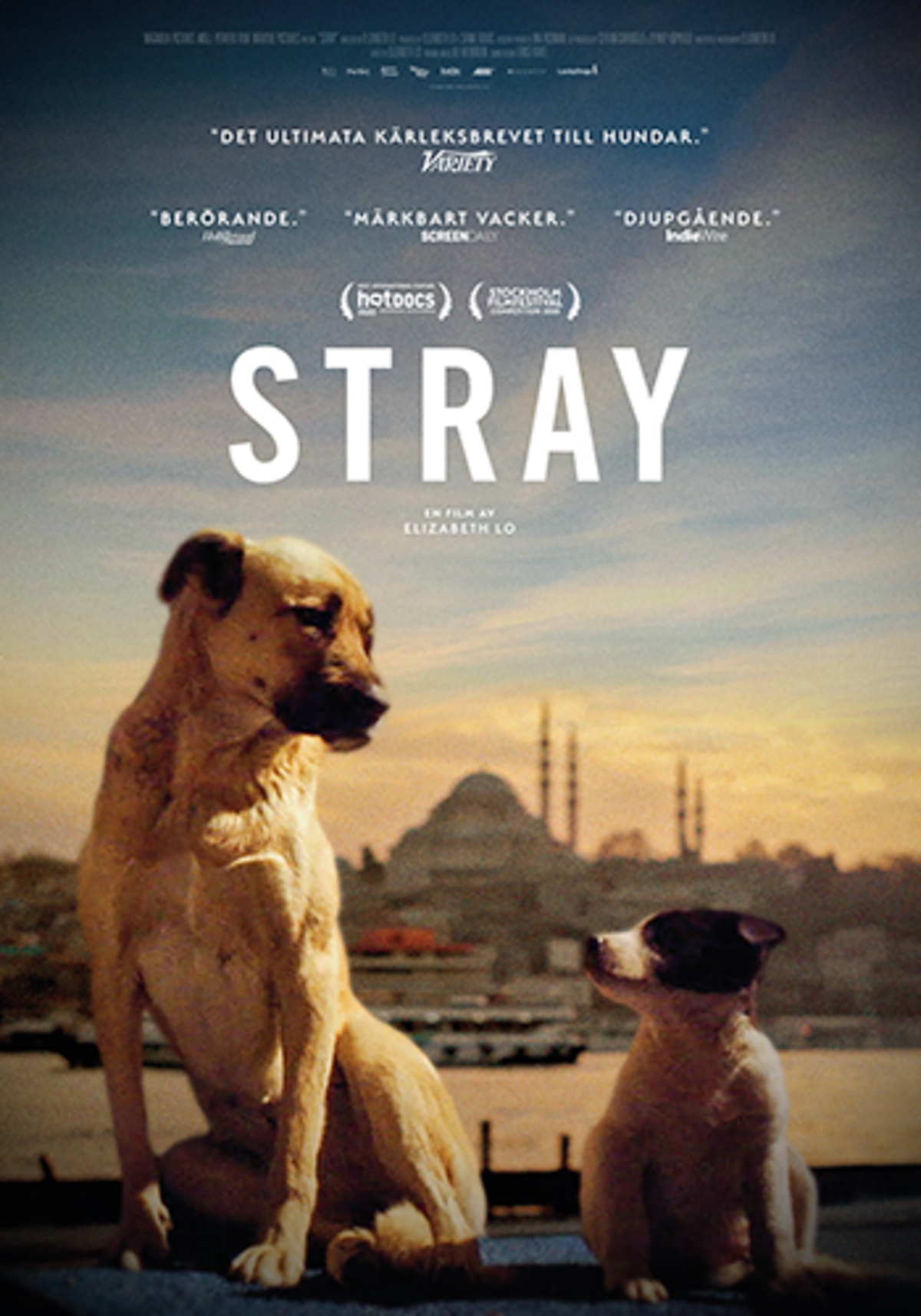 large_e761388045ba50b005cabc11ccffe426-stray.jpg